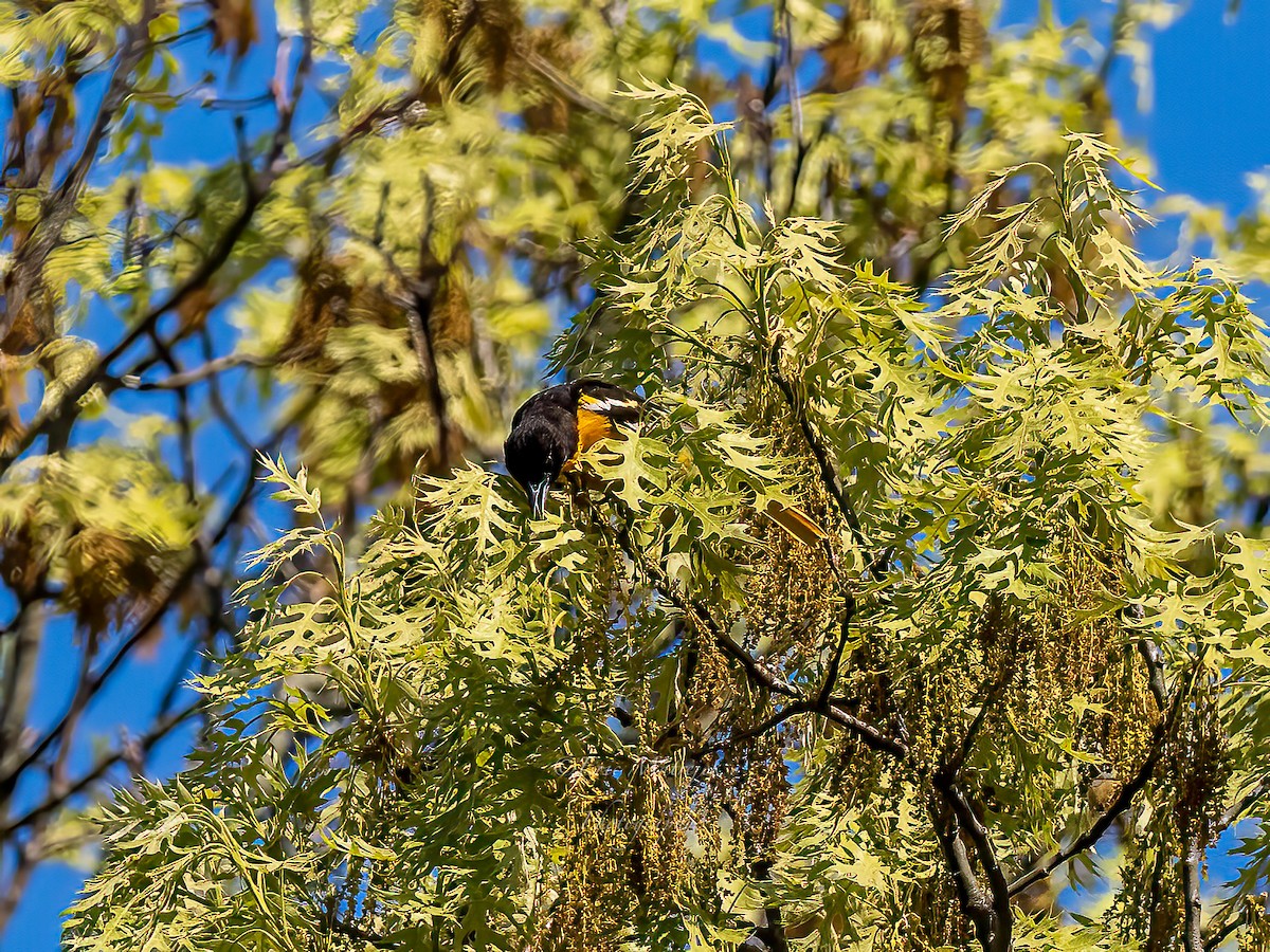 trupiál baltimorský - ML620073077