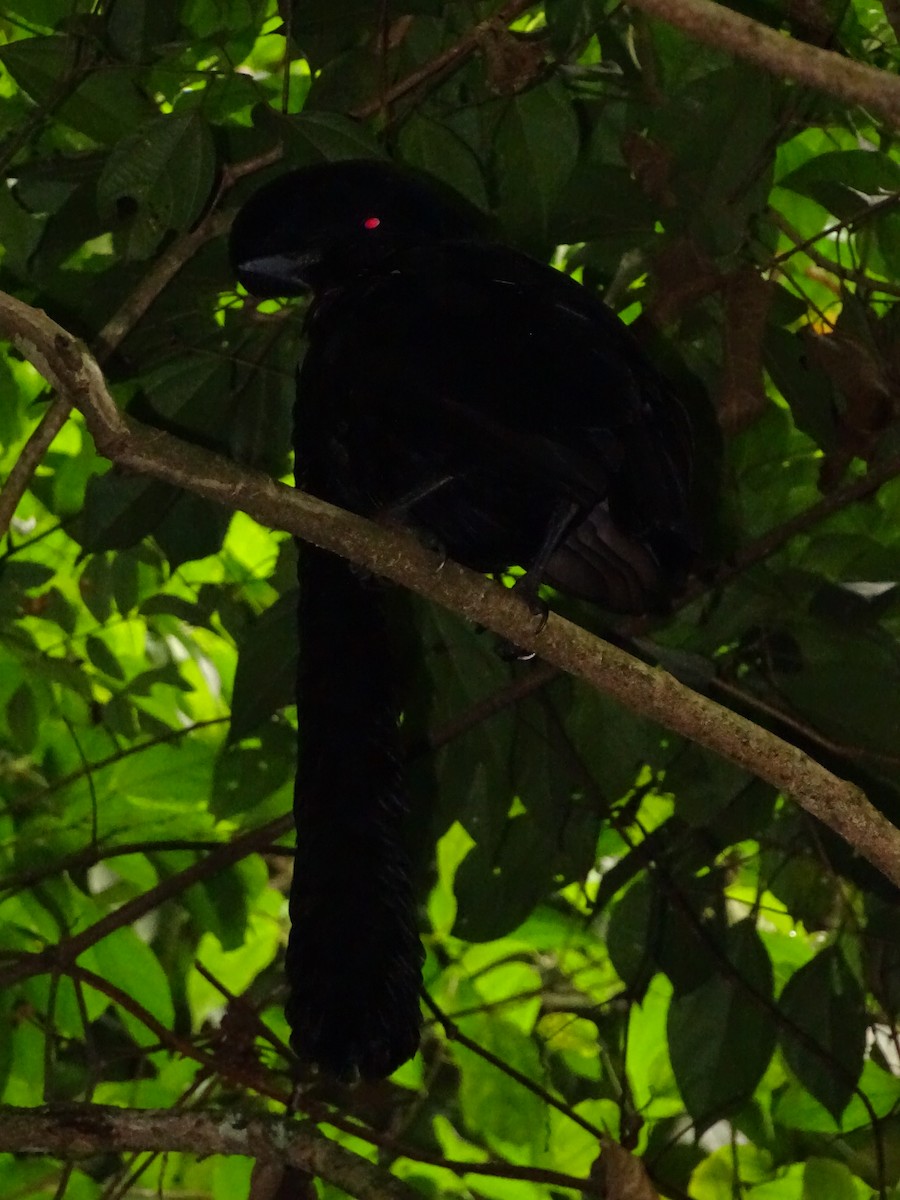 Эквадорская зонтичная птица - ML620073089