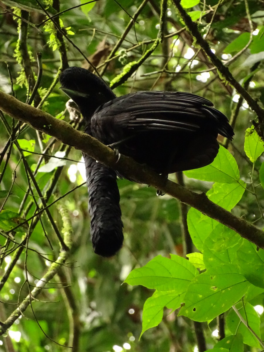 Эквадорская зонтичная птица - ML620073091