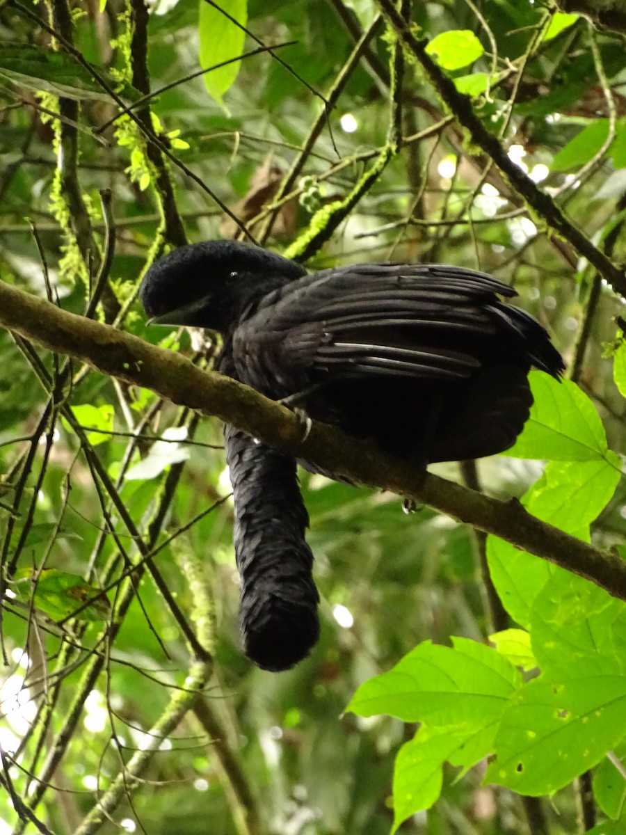 Эквадорская зонтичная птица - ML620073092