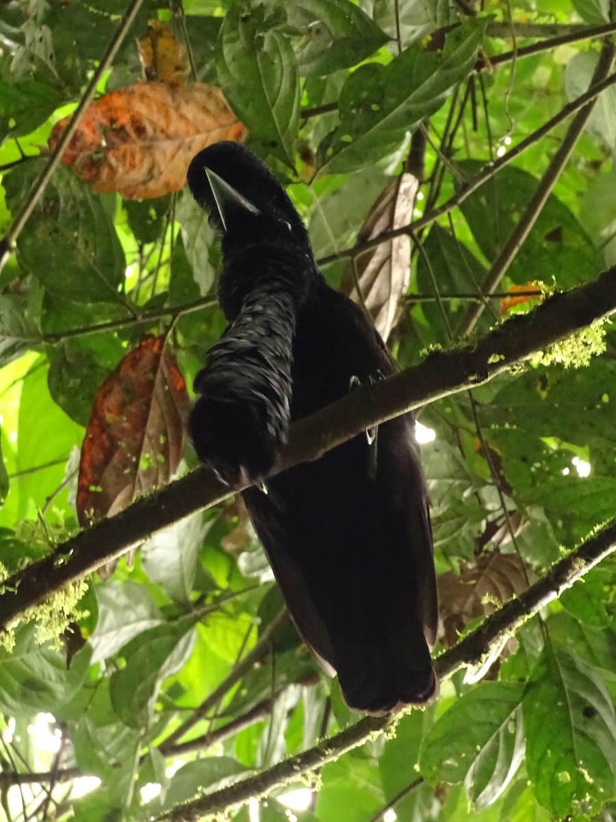 Эквадорская зонтичная птица - ML620073093