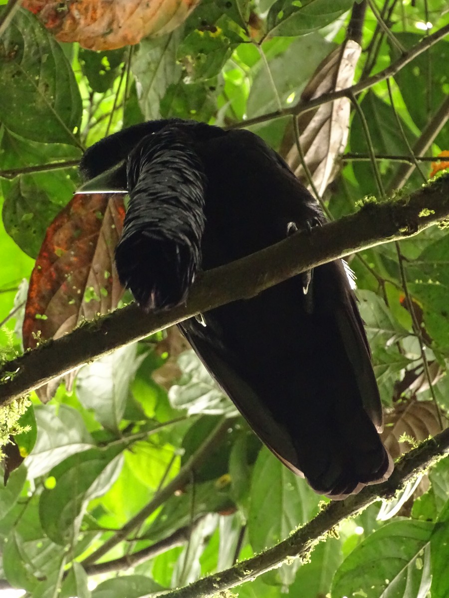 Эквадорская зонтичная птица - ML620073094