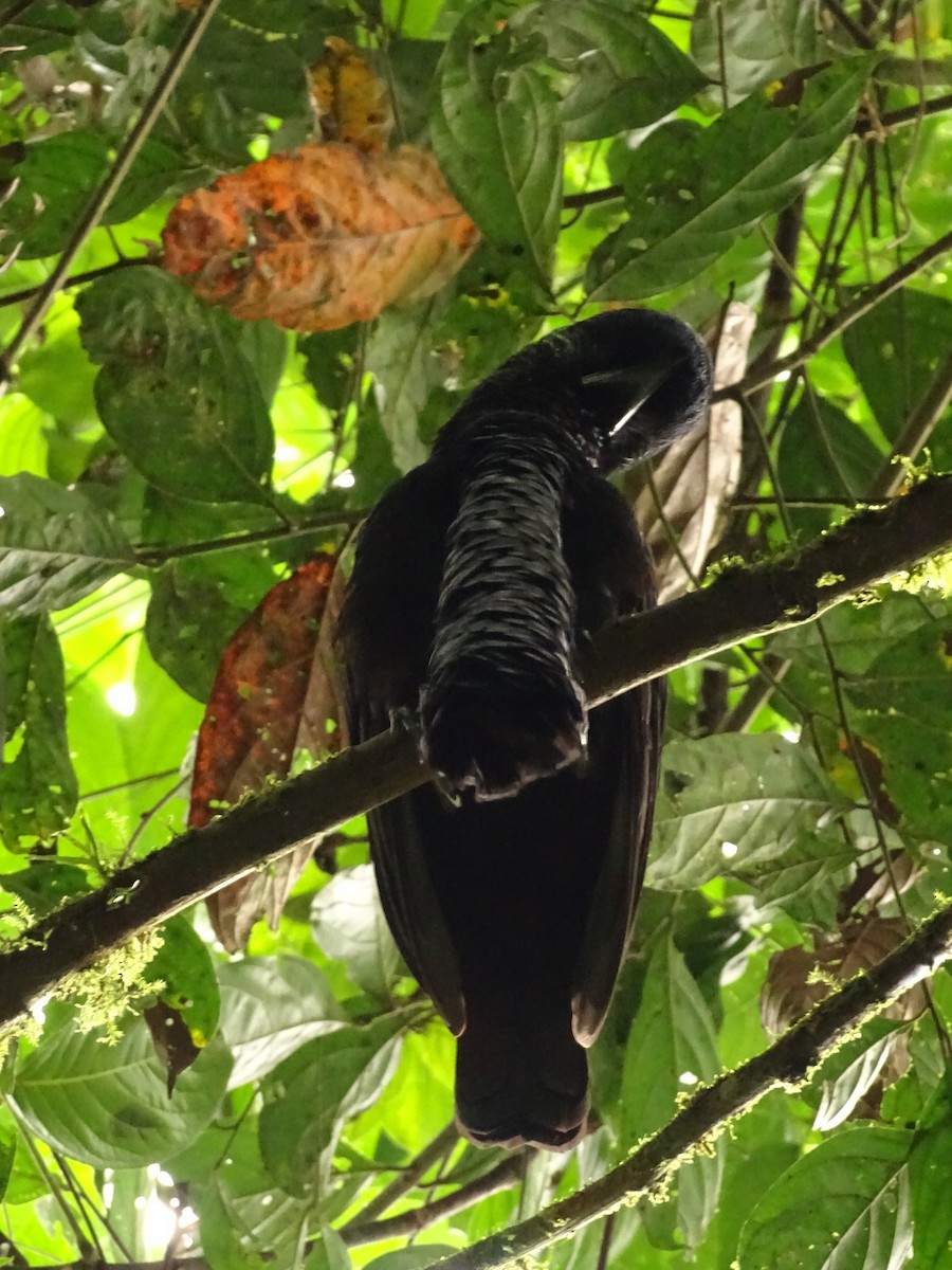Эквадорская зонтичная птица - ML620073096