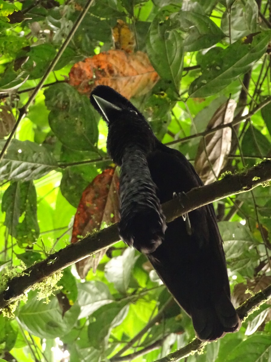 Эквадорская зонтичная птица - ML620073097