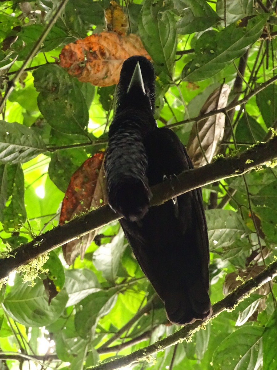 Эквадорская зонтичная птица - ML620073098