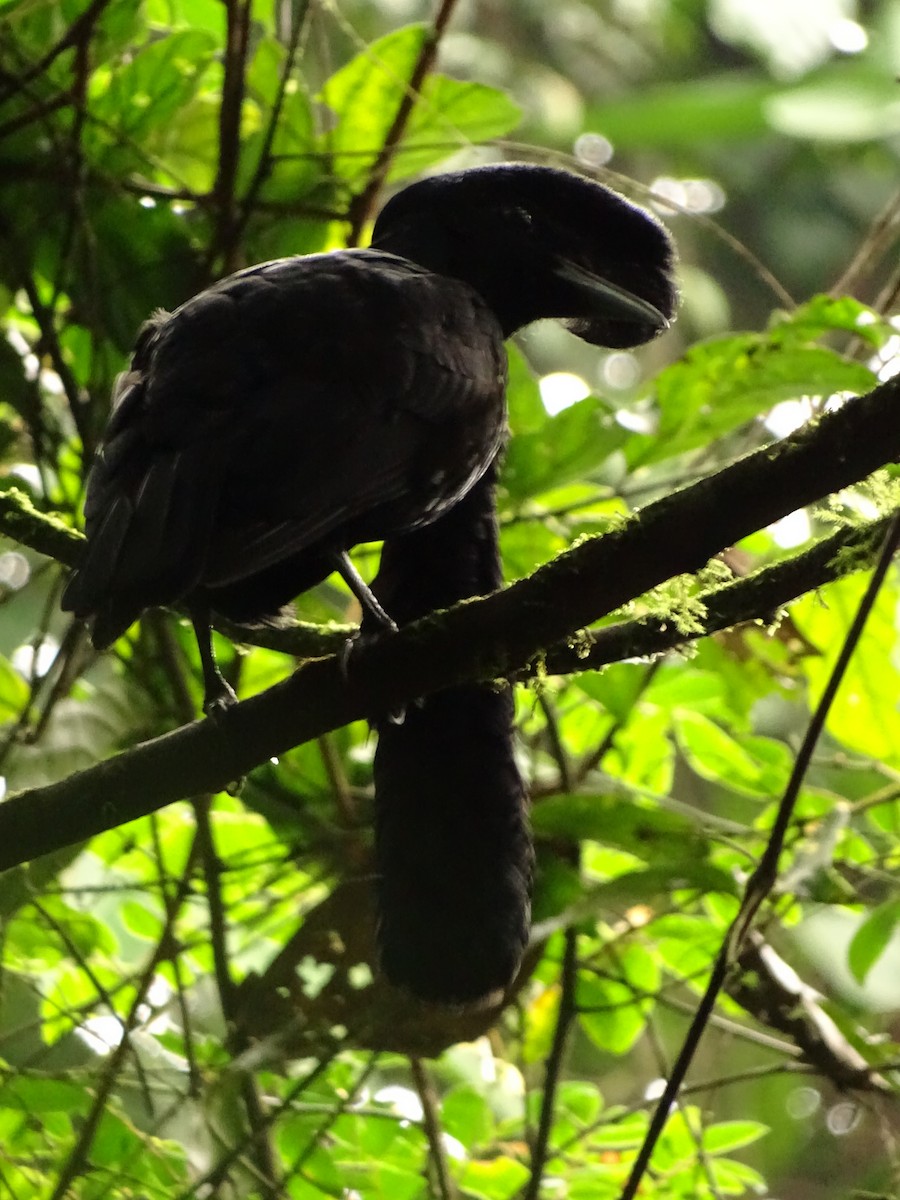Эквадорская зонтичная птица - ML620073099