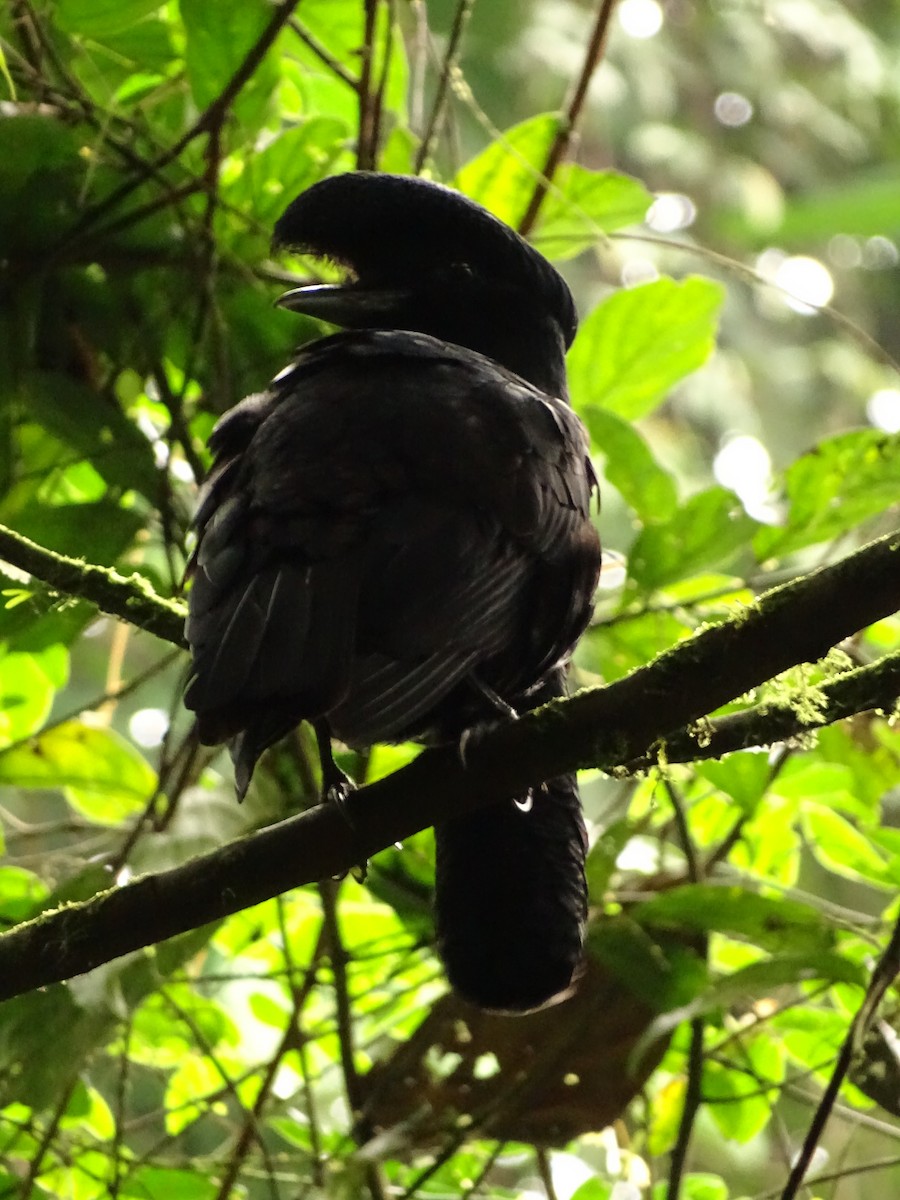 Эквадорская зонтичная птица - ML620073100