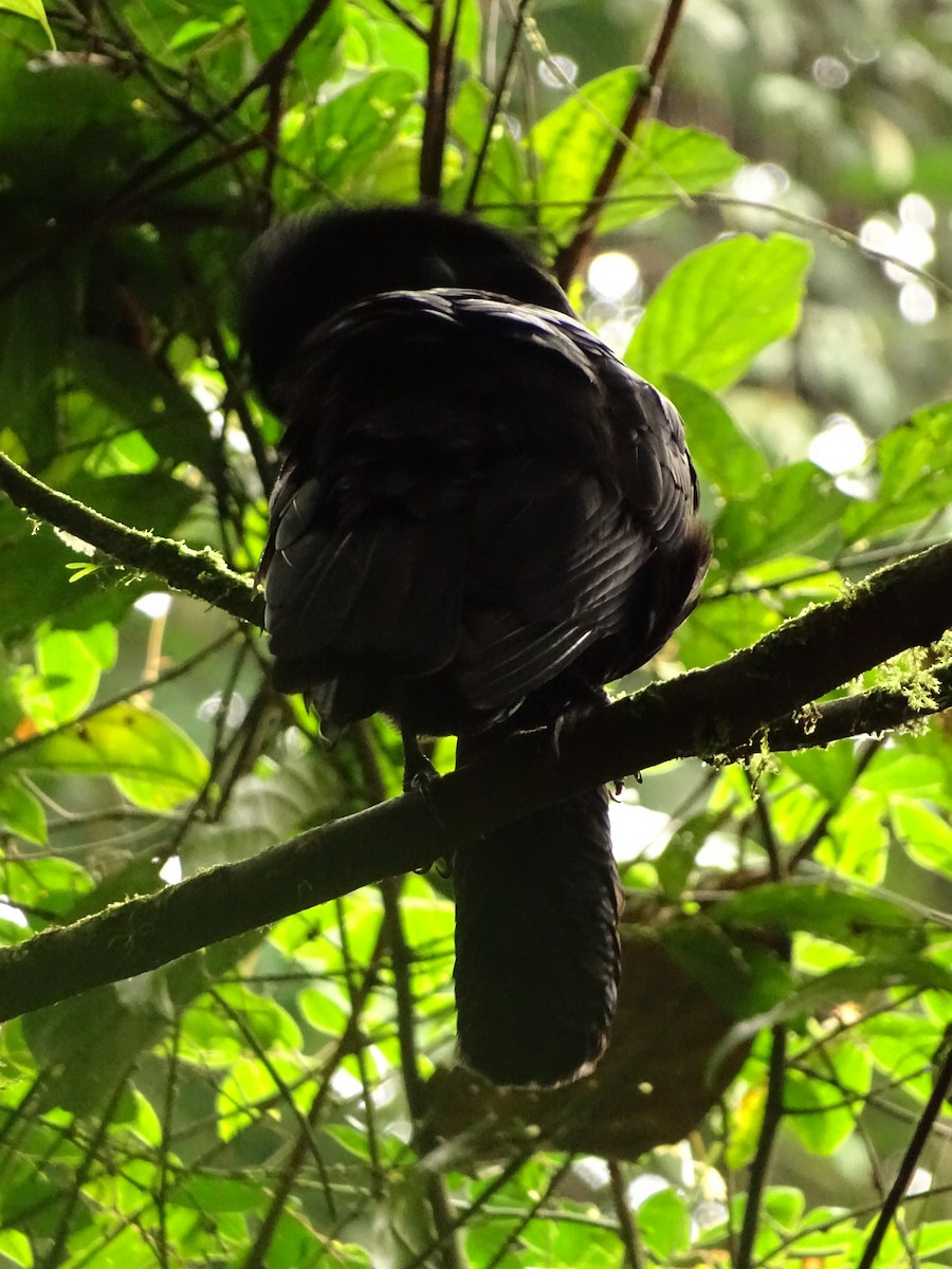 Эквадорская зонтичная птица - ML620073101