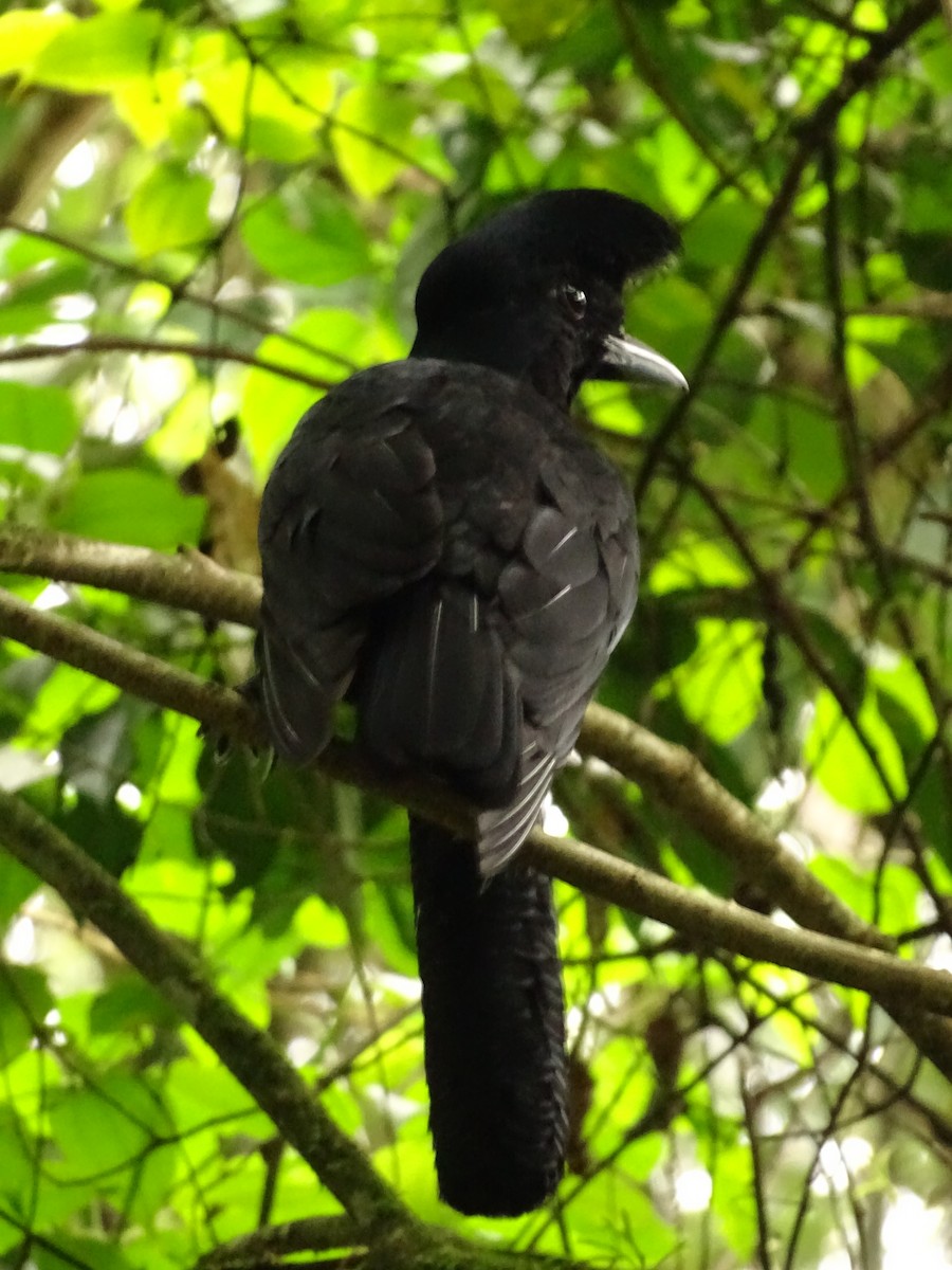 Эквадорская зонтичная птица - ML620073102