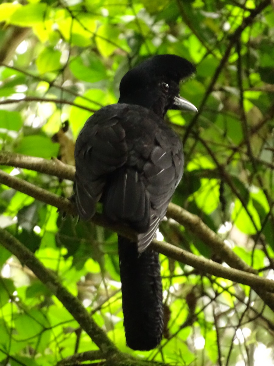 Long-wattled Umbrellabird - ML620073102