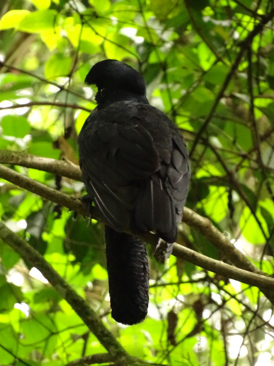 Эквадорская зонтичная птица - ML620073103
