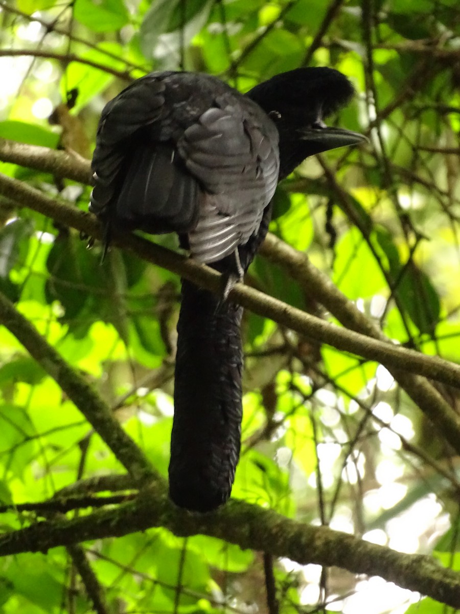 Long-wattled Umbrellabird - ML620073104