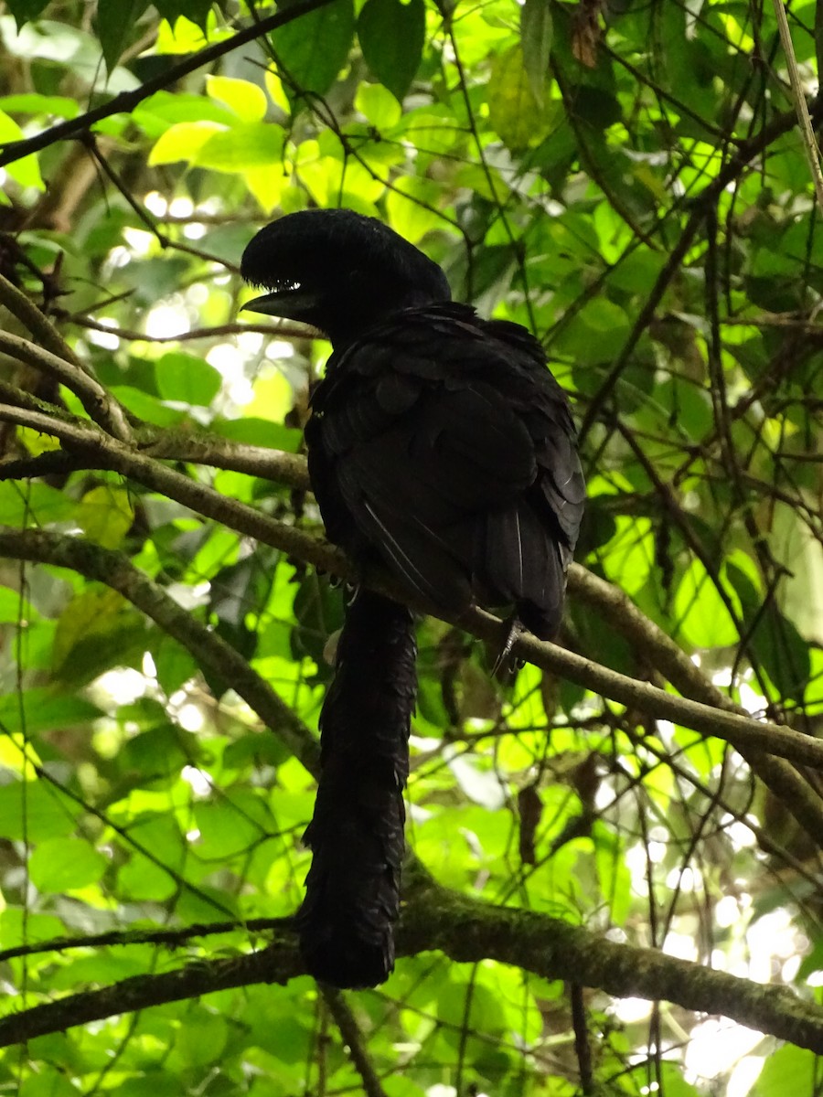 Эквадорская зонтичная птица - ML620073106