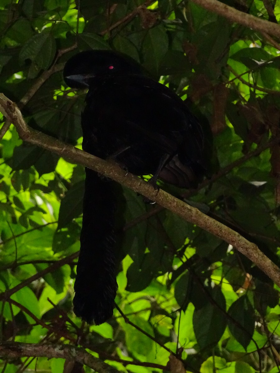 Эквадорская зонтичная птица - ML620073108
