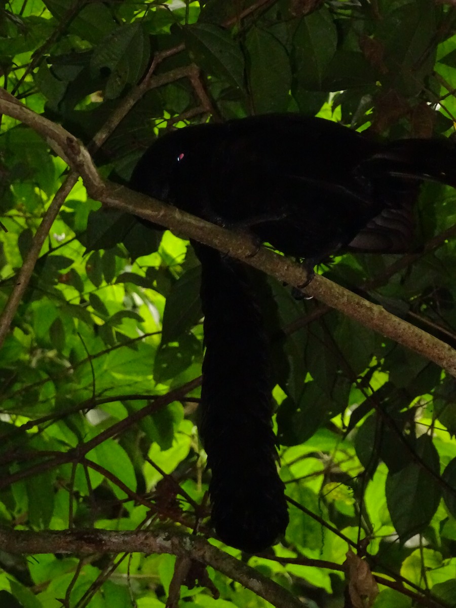 Эквадорская зонтичная птица - ML620073109