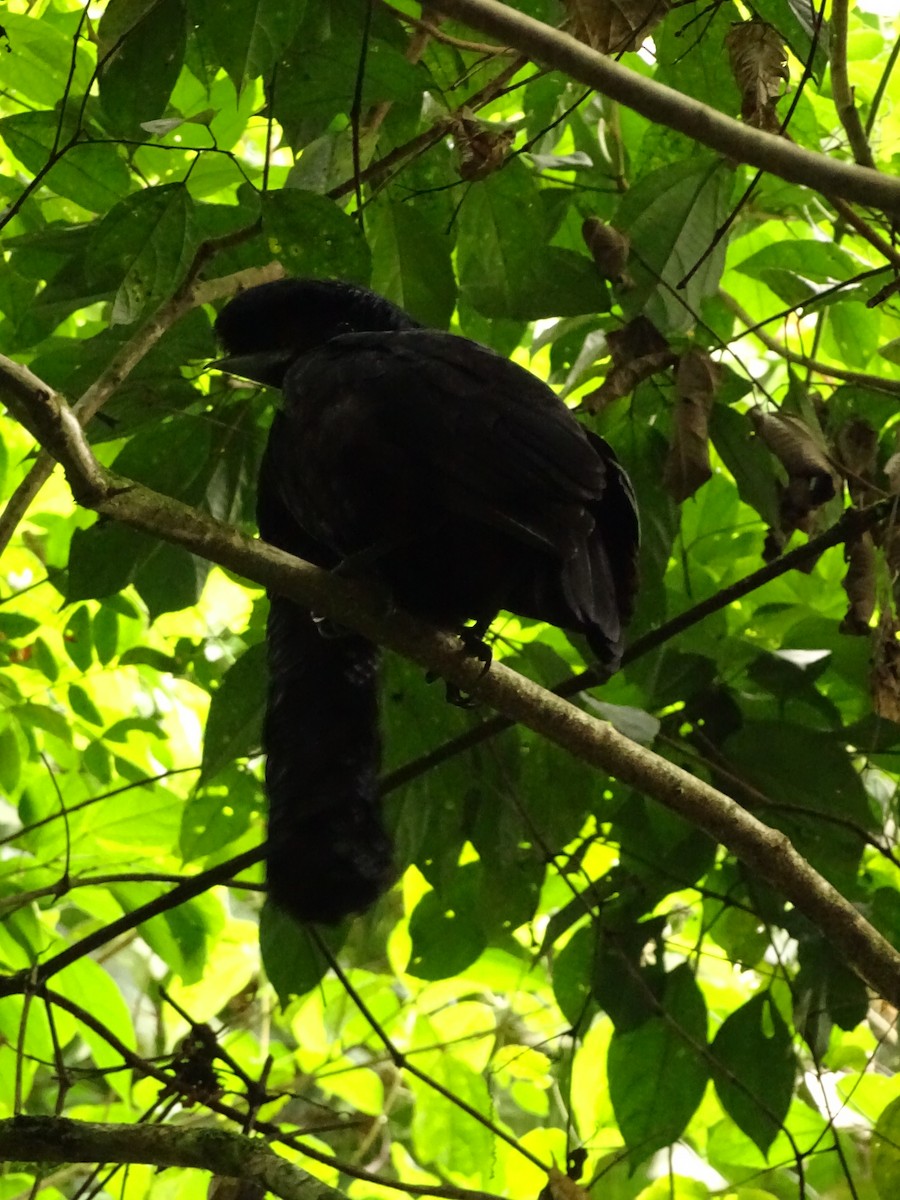 Эквадорская зонтичная птица - ML620073110