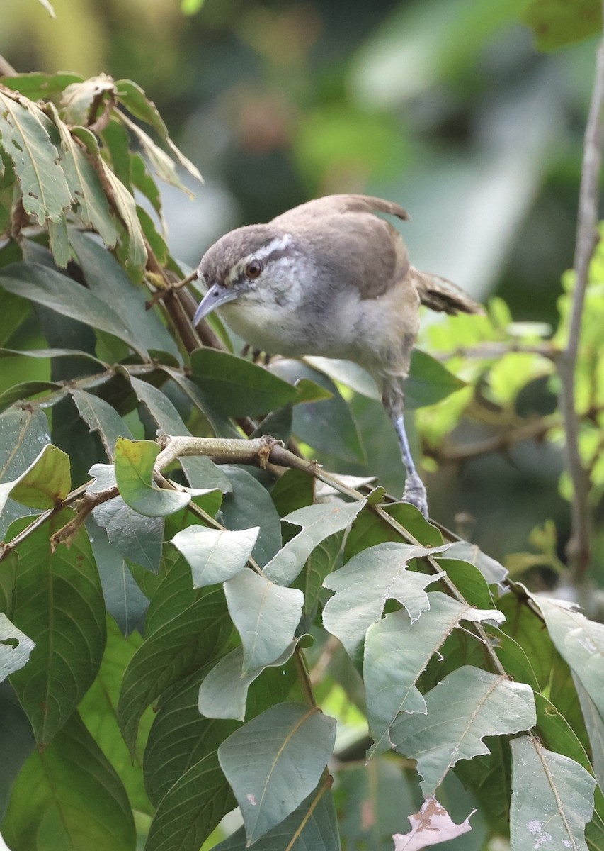 Canebrake Wren - ML620073118