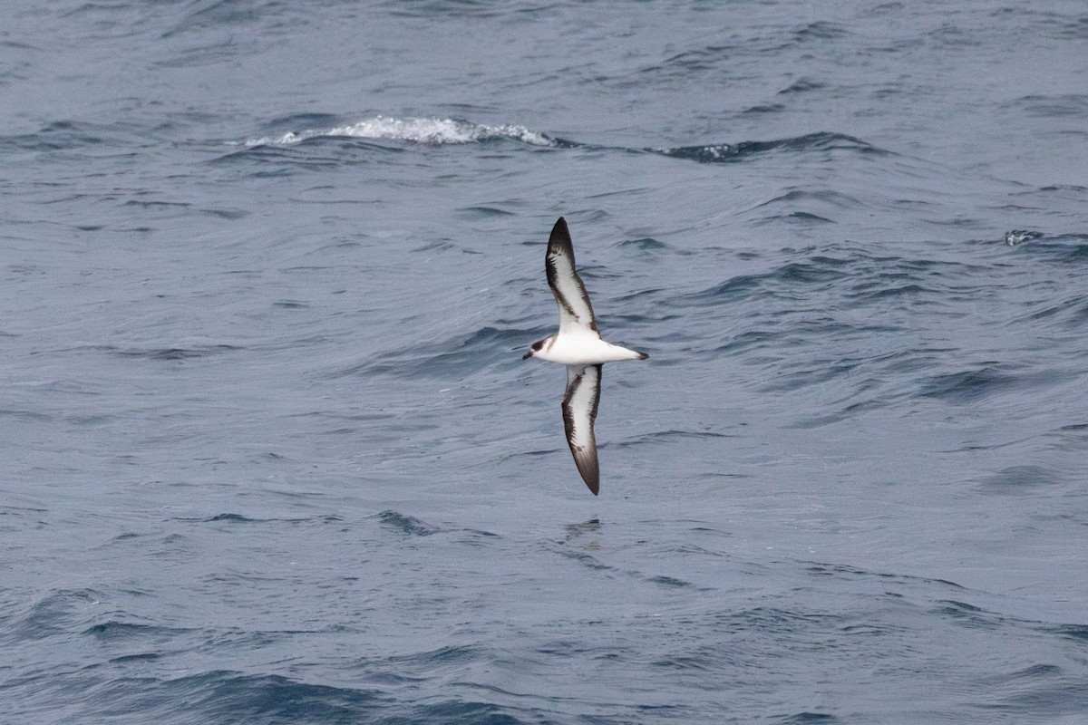 Black-capped Petrel (Dark-faced) - Amy Davis