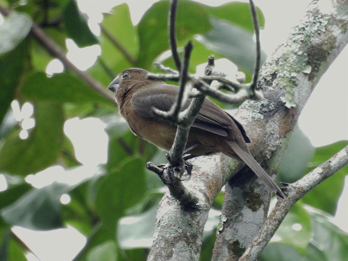 Chestnut-bellied Seed-Finch - Jhon Carlos Andres Rivera Higuera