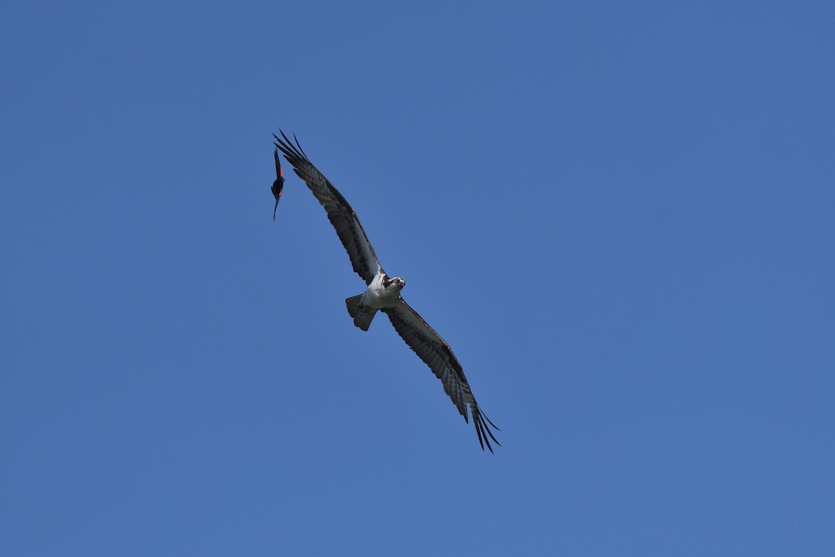 Águila Pescadora - ML620073145