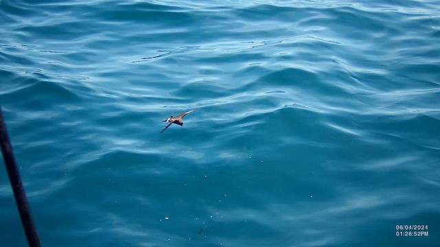 European Storm-Petrel - ML620073171