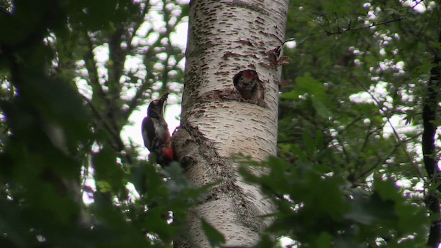 Great Spotted Woodpecker - ML620073180