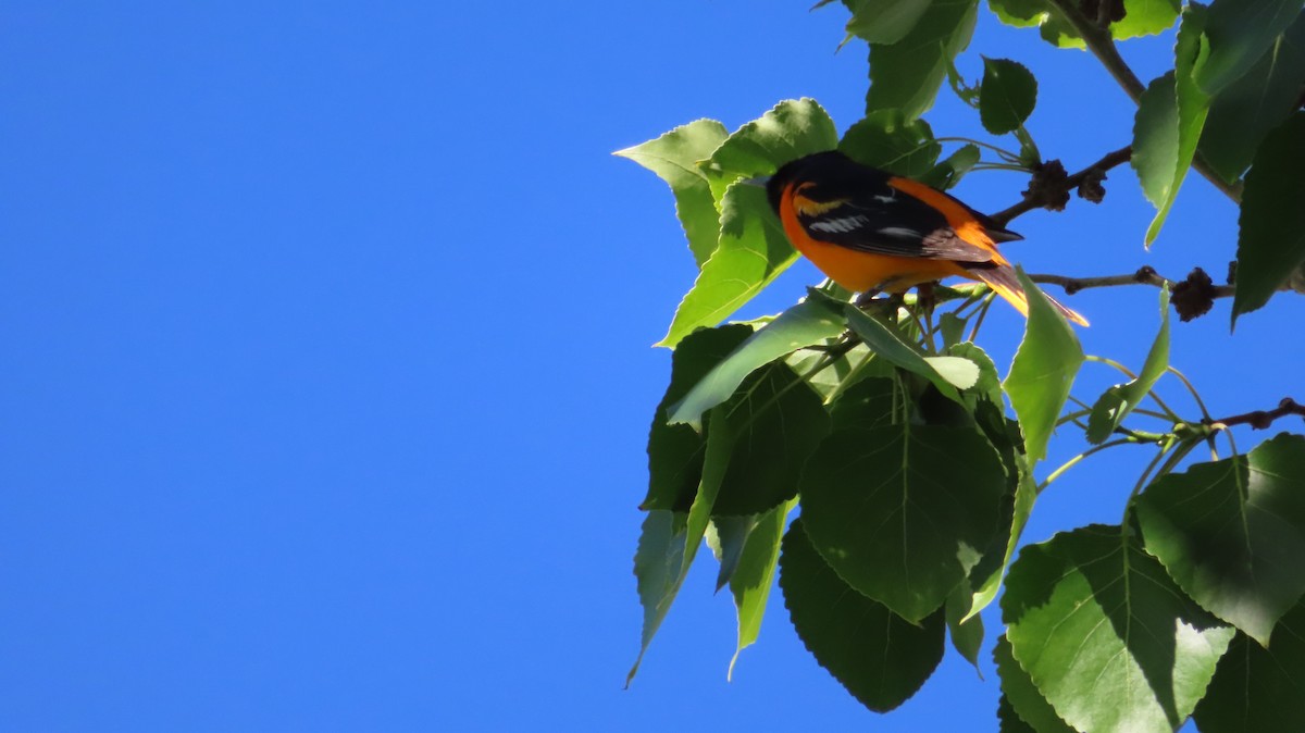 Baltimore Oriole - ML620073186