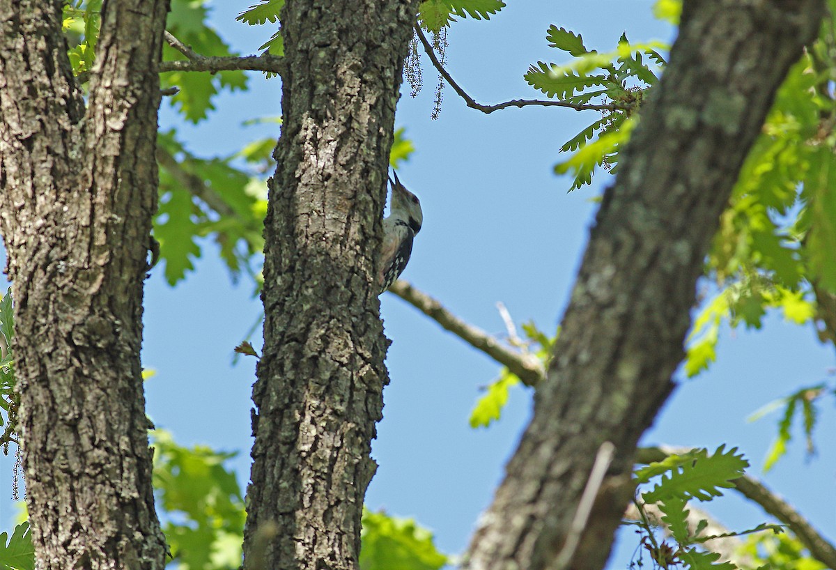 Middle Spotted Woodpecker - ML620073192