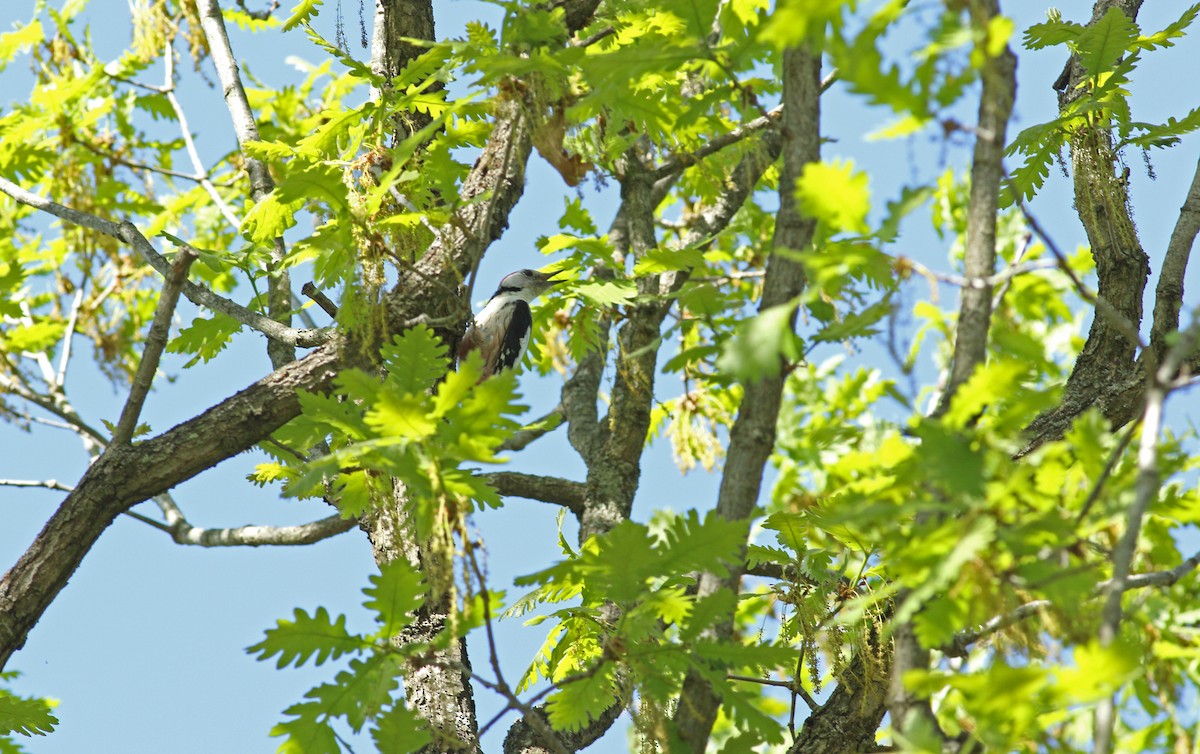 Middle Spotted Woodpecker - ML620073195