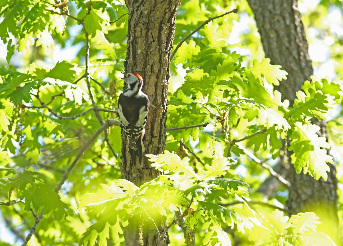 Middle Spotted Woodpecker - ML620073196