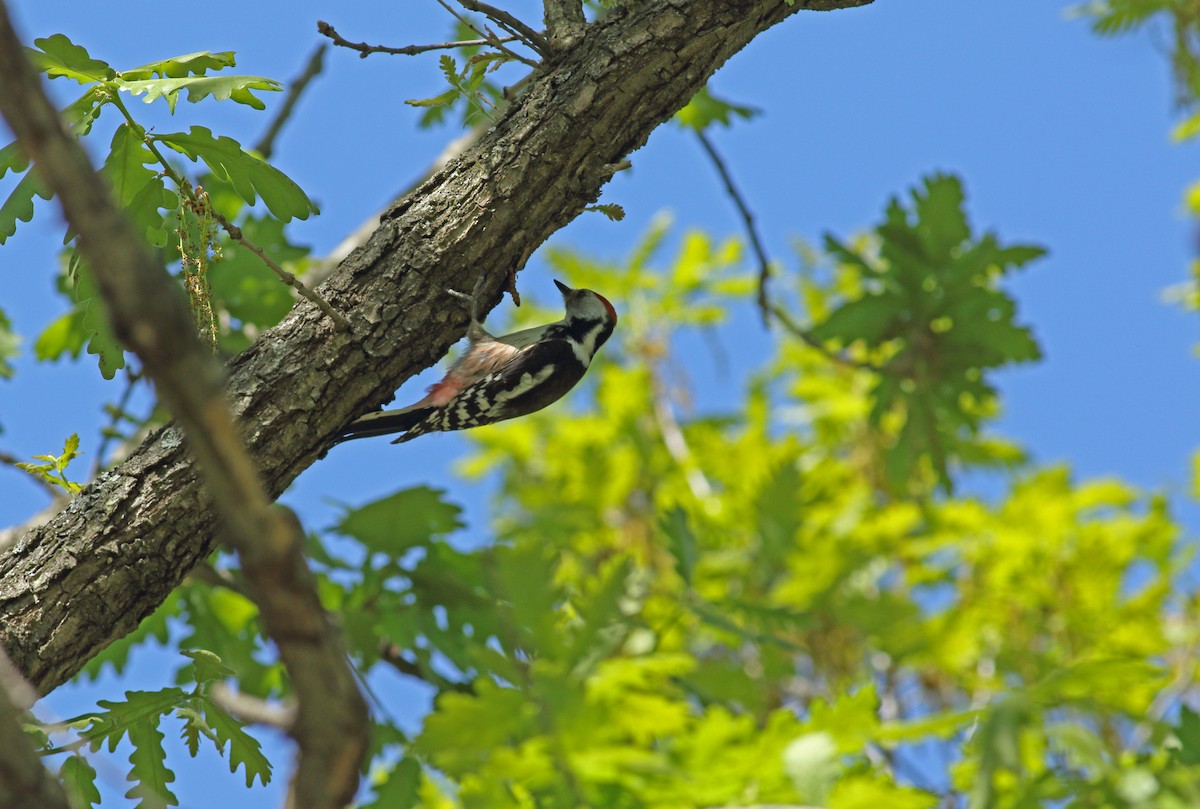 Middle Spotted Woodpecker - ML620073199