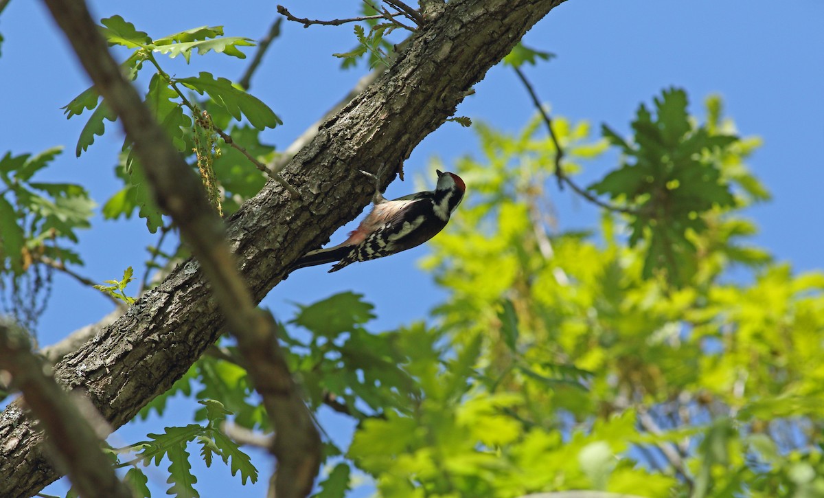Middle Spotted Woodpecker - ML620073202