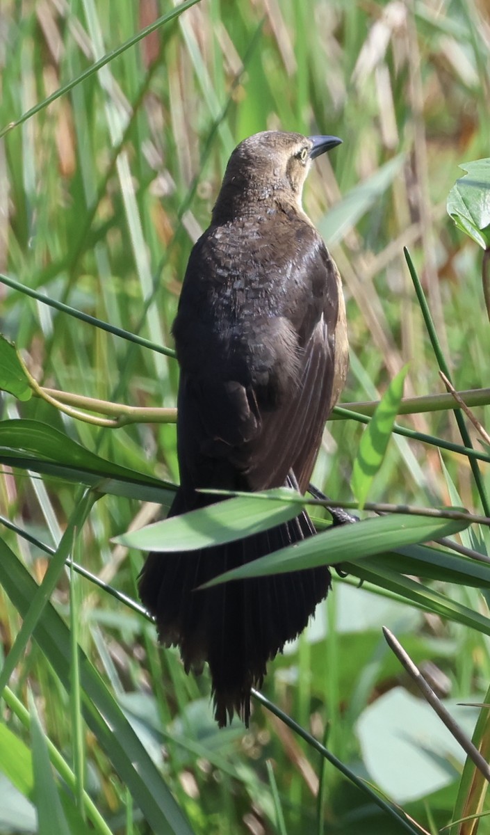 Nicaraguan Grackle - ML620073208