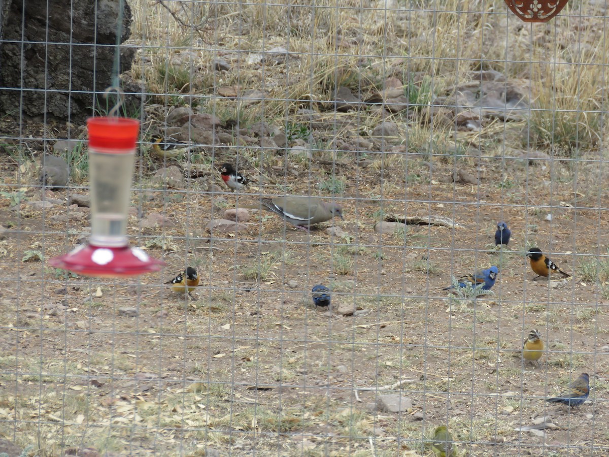 Rose-breasted Grosbeak - ML620073215