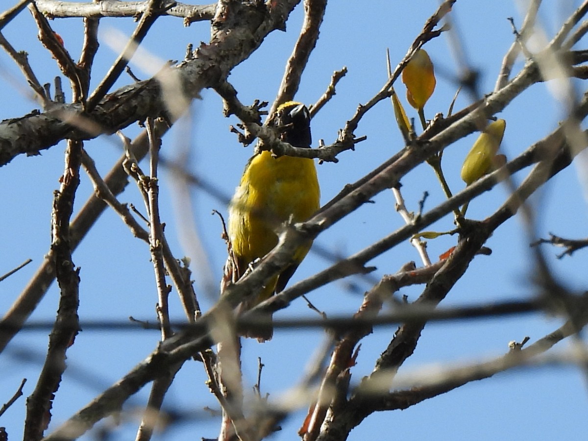 Yellow-crowned Euphonia - ML620073246