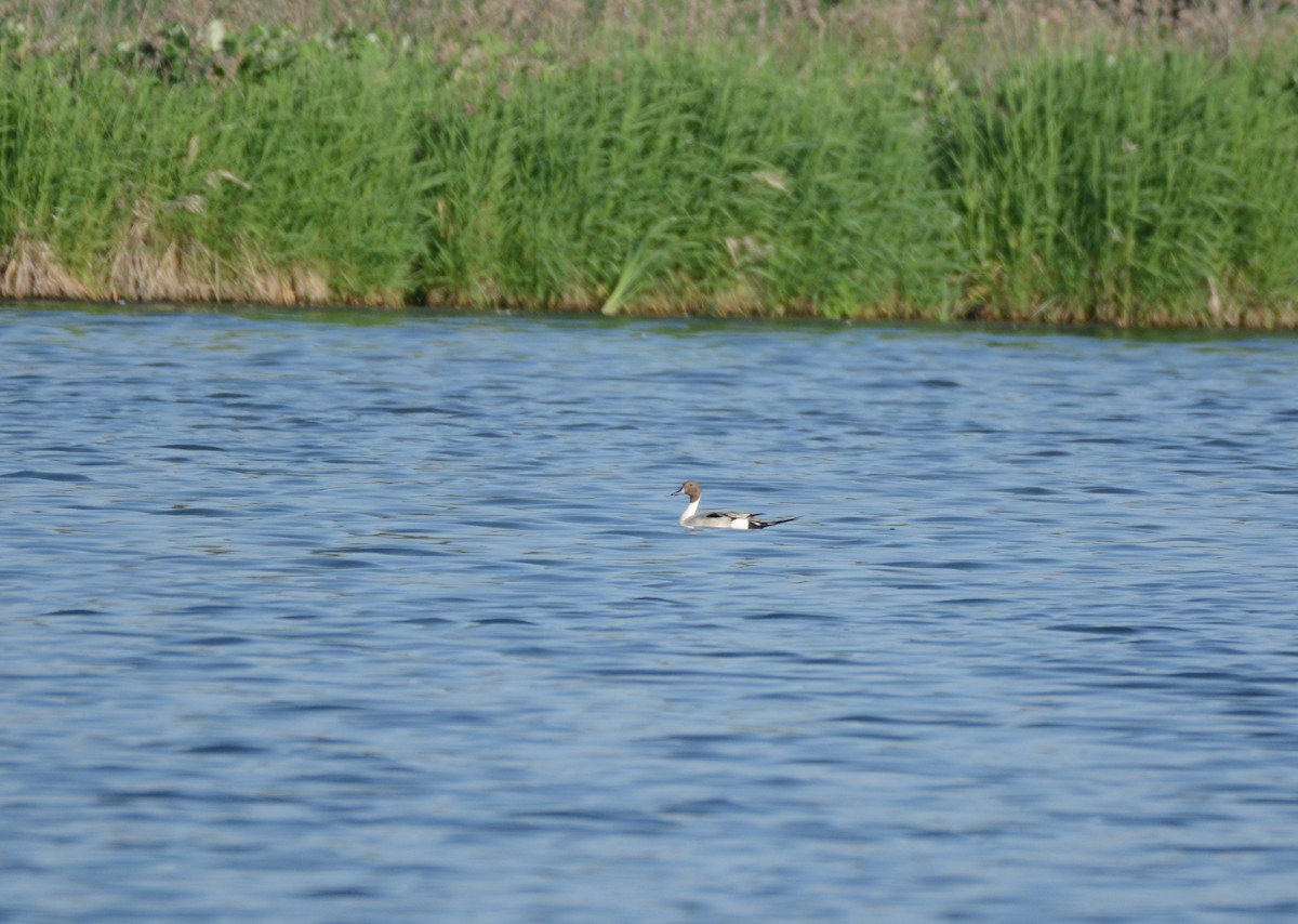 Northern Pintail - ML620073256