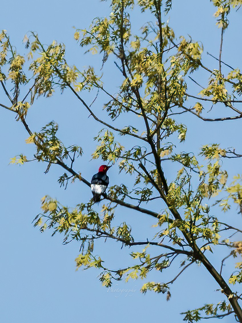 Red-headed Woodpecker - ML620073267