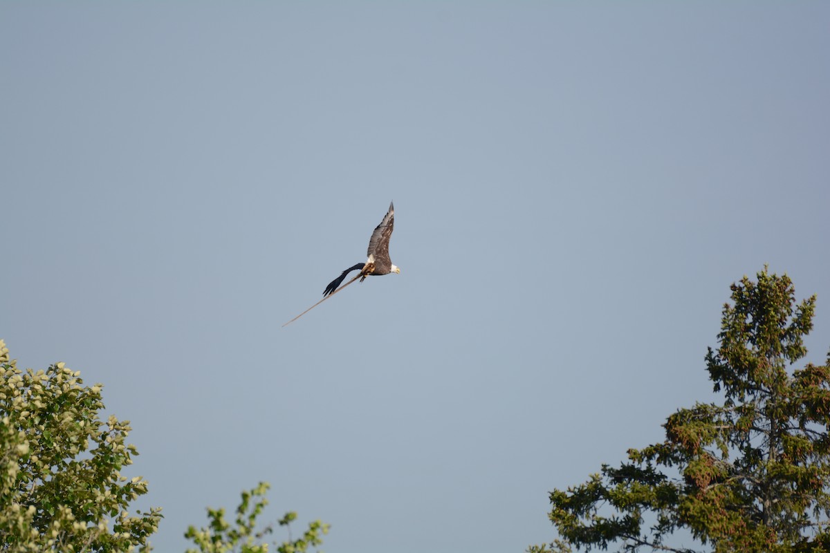 Bald Eagle - ML620073272