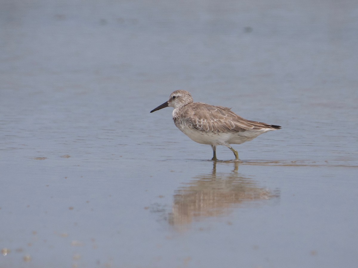 Red Knot - ML620073274