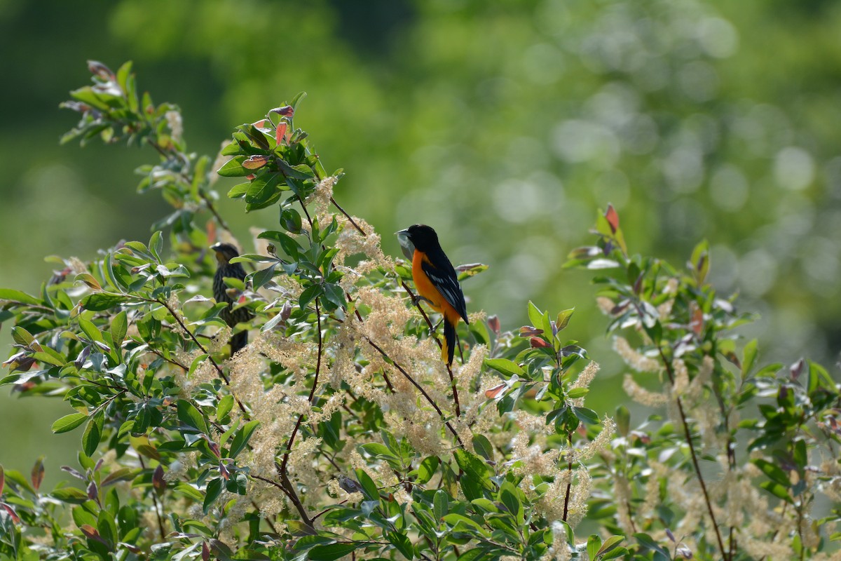 Oriole de Baltimore - ML620073289