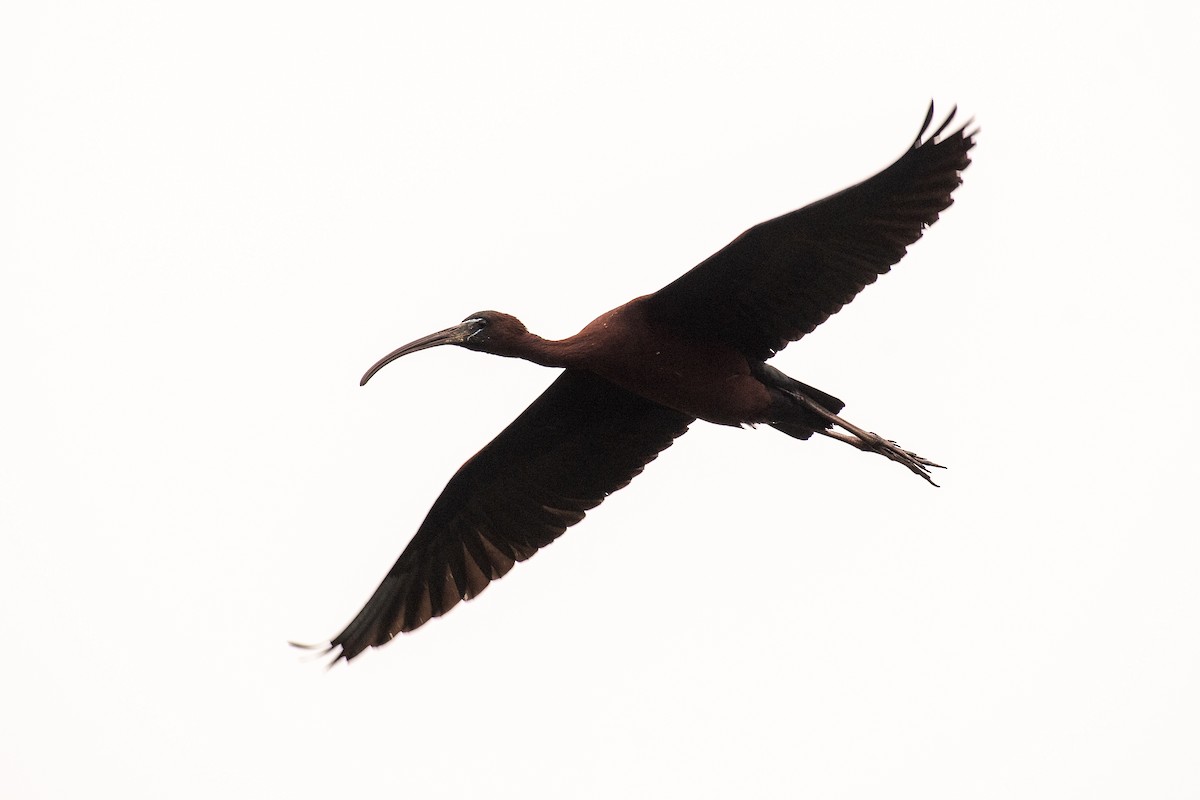 ibis hnědý - ML620073304