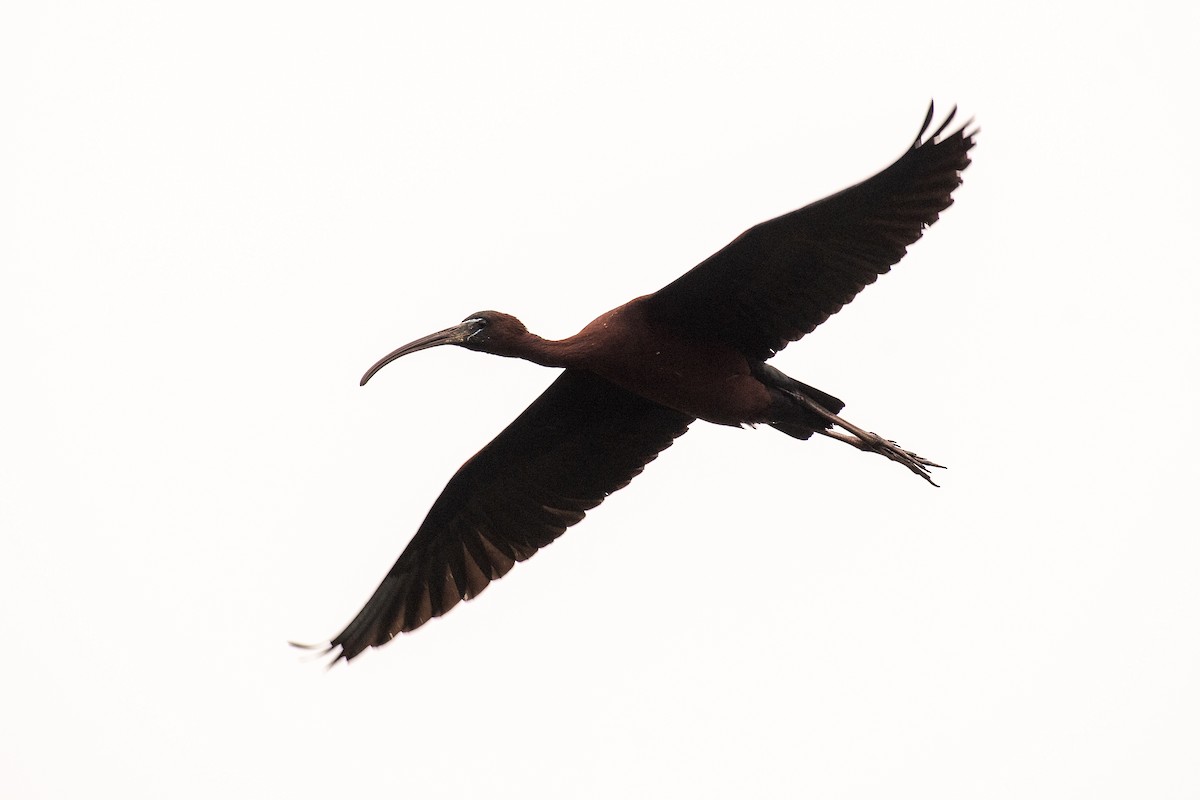 Glossy Ibis - ML620073304