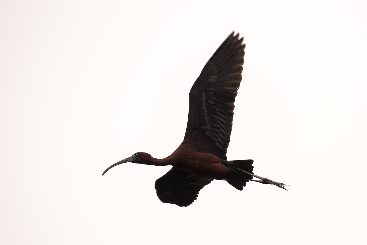 Glossy Ibis - ML620073305