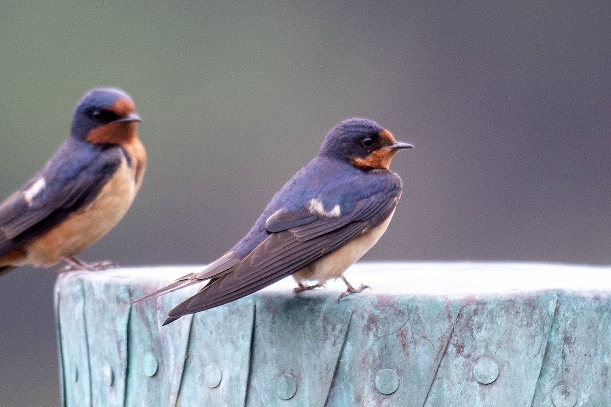 vlaštovka obecná (ssp. erythrogaster) - ML620073314