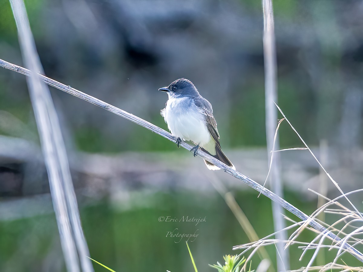 Eastern Kingbird - ML620073315