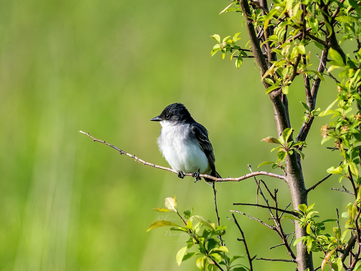 Eastern Kingbird - ML620073317