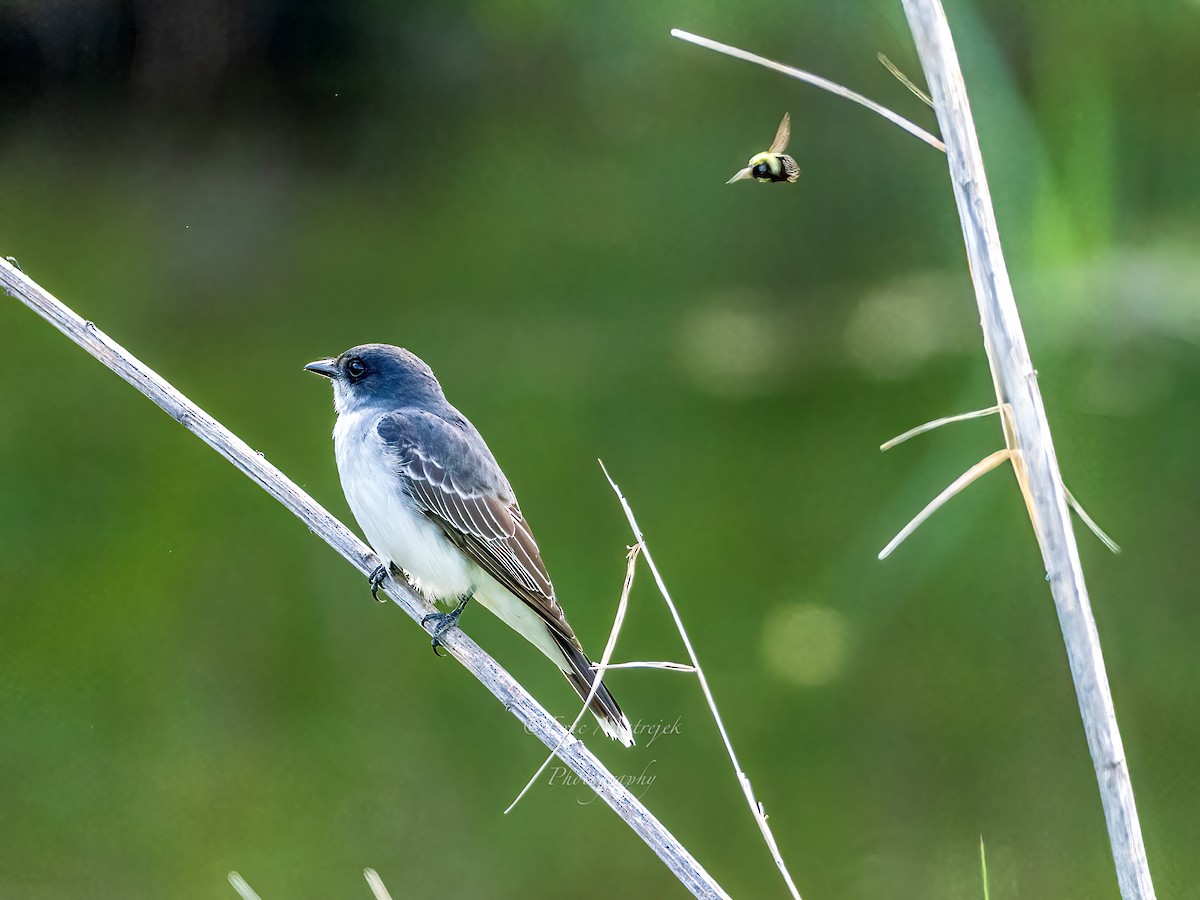 tyran obecný - ML620073318