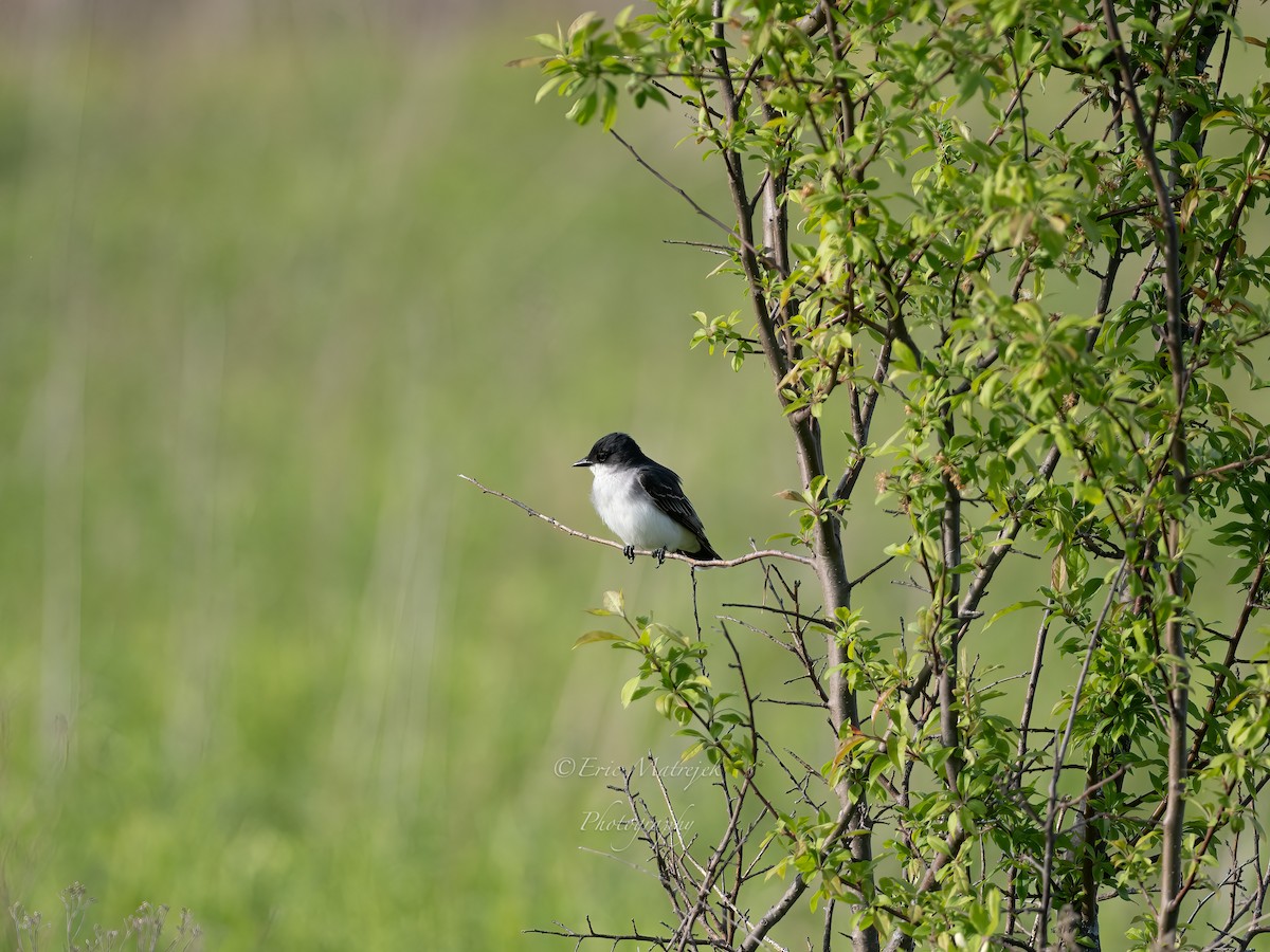 Eastern Kingbird - ML620073319