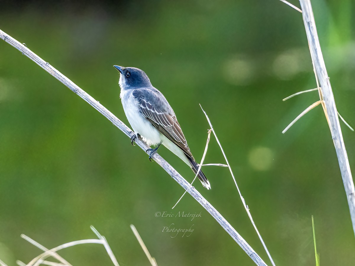 tyran obecný - ML620073320