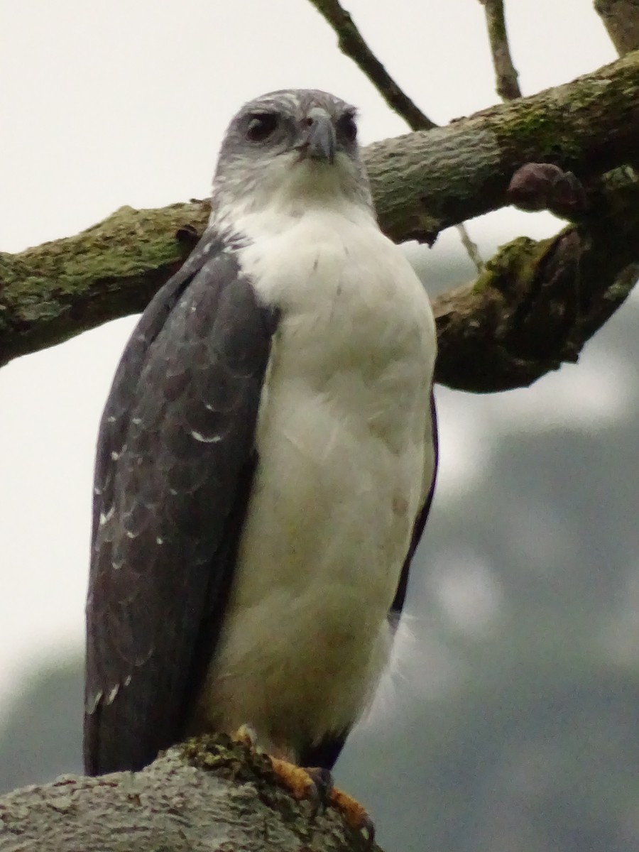 Gray-backed Hawk - ML620073325